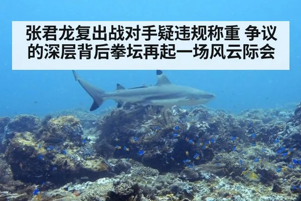 张君龙复出战对手疑违规称重 争议的深层背后拳坛再起一场风云际会